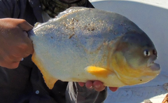 Pygocentrus nattereri