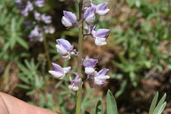 Lupinus arbustus