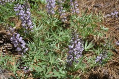 Lupinus arbustus