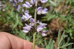 Lupinus arbustus