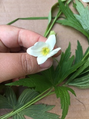 Anemonastrum canadense