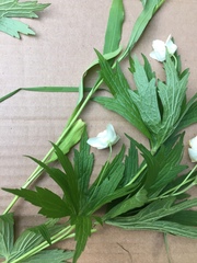 Anemonastrum canadense