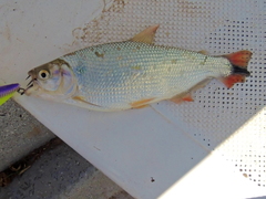 Brycon orbignyanus