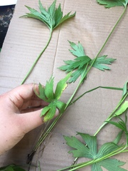 Anemonastrum canadense