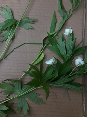 Anemonastrum canadense