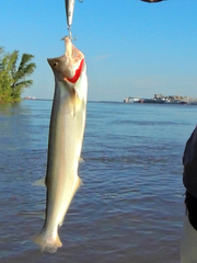 Rhaphiodon vulpinus