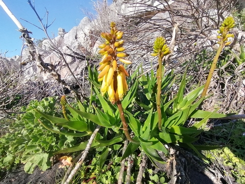 Image of Aloiampelos commixta by (c) Paul Emms, some rights reserved (CC BY-SA)