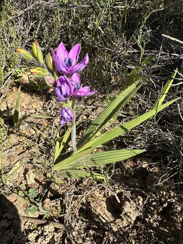 Image of Babiana villosa by (c) Cecile Roux, some rights reserved (CC BY-SA)