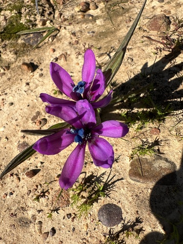 Image of Babiana melanops by (c) Cecile Roux, some rights reserved (CC BY-SA)