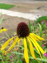 Echinacea paradoxa