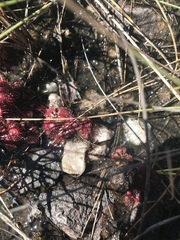 Drosera tomentosa