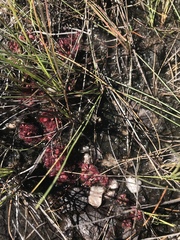 Drosera tomentosa
