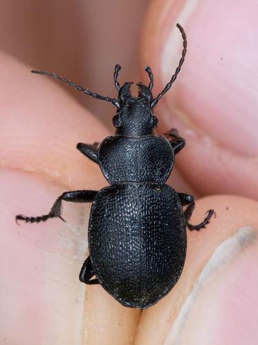 Calosoma discors photo 2