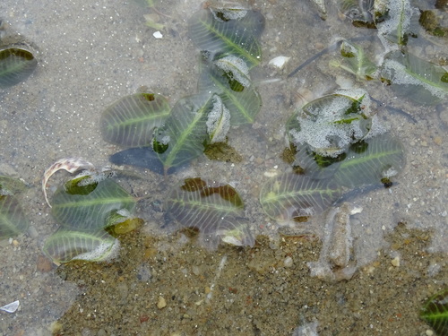 Seagrass (Halophila ovalis)