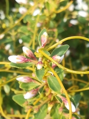 Agathosma crenulata