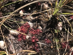 Drosera tomentosa