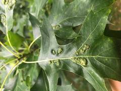 Melikaiella ostensackeni