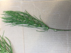 Equisetum arvense