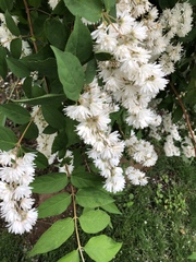 Deutzia