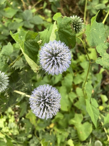 Echinops bannaticus