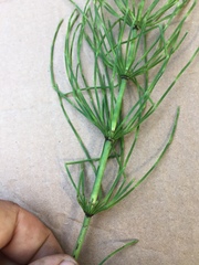 Equisetum arvense