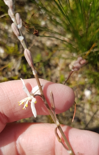 Trachyandra oligotricha