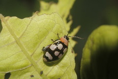 Alagoasa bipunctata perennis