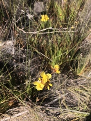 Xyridaceae