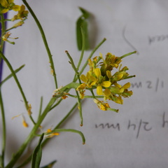 Erysimum coarctatum