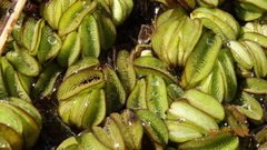 Salvinia auriculata