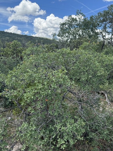 depressed oak