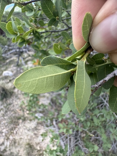 depressed oak