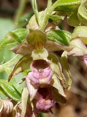 Epipactis helleborine image