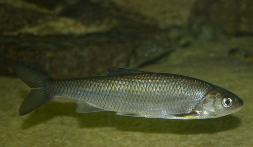European chub