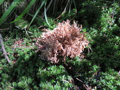 Ramaria botrytis