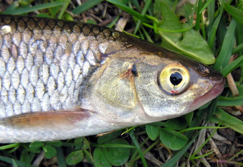 European chub