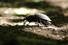 Carabus gigas
