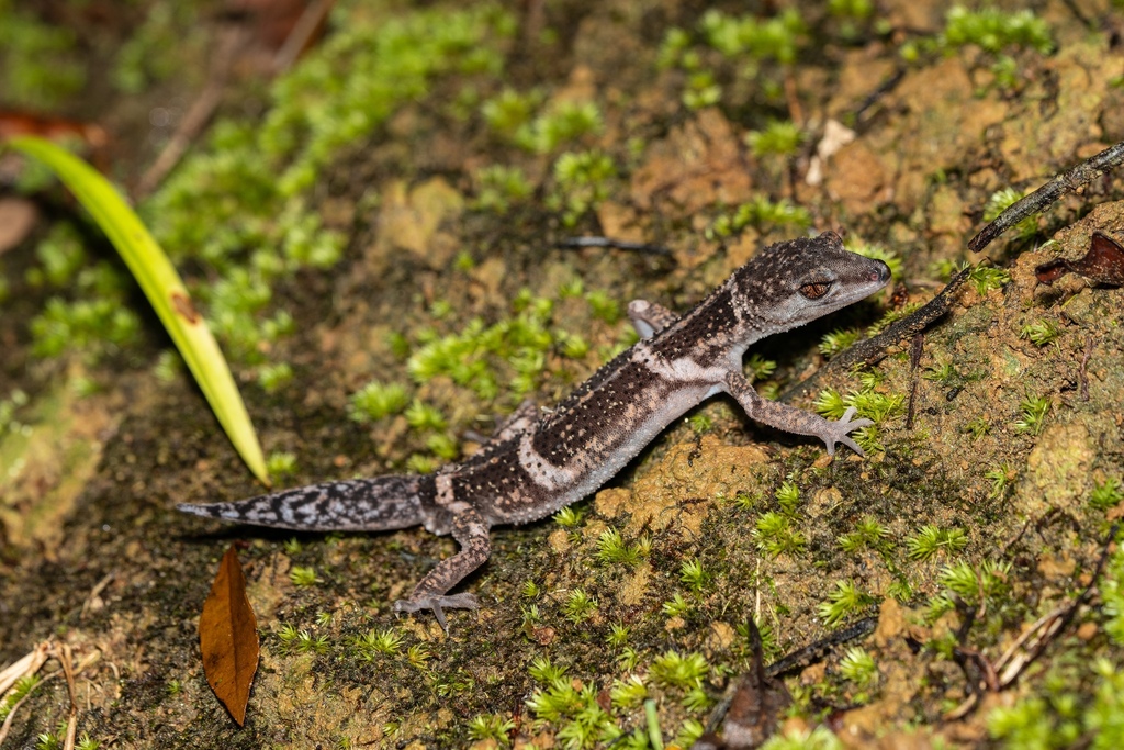 Banded Ground Gecko