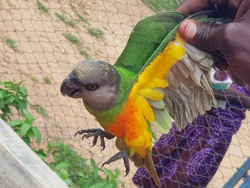 Senegal Parrot