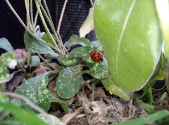 Harmonia axyridis