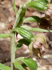 Epipactis helleborine image