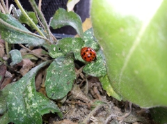 Harmonia axyridis