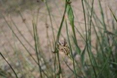 Juncus balticus ater