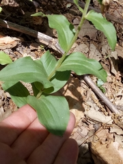 Epipactis helleborine image