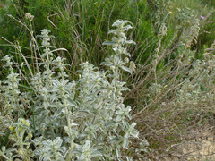 Mercurialis tomentosa