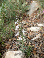 Teucrium pseudochamaepitys