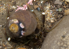 Pagurus hirsutiusculus