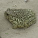 Southwestern Woodhouse's Toad - Photo (c) bryanto, some rights reserved (CC BY-NC), uploaded by bryanto