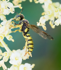 Eucerceris provancheri
