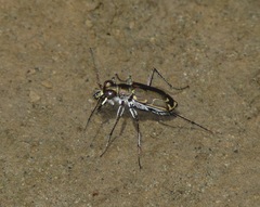 Cicindela tenuisignata